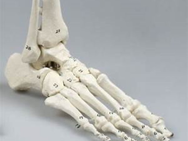 Knogler fra menneskefoden